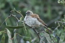 Wróbel blady - Passer diffusus - Southern Grey-headed Sparrow