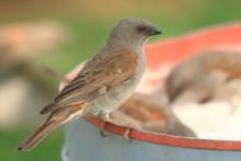 Wróbel suahilijski - Passer suahelicus - Swahili Sparrow