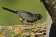 Goleńczyk ciemny - Pselliophorus tibialis - Yellow-thighed Finch