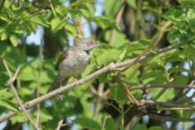 Jarzębatka - Sylvia nisoria - Barred Warbler