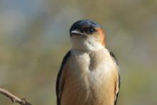 Jaskółka rudawa - Cecropis daurica - Red-rumped Swallow