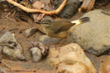 Koronówka płowa - Myiothlypis fulvicaud - Buff-rumped Warbler