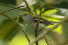 Lasówka rdzawoboczna - Setophaga pensylvanica - Chestnut-sided Warbler