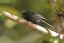 Mucharka czarna - Melaenornis edolioides - Northern Black Flycatcher