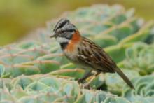 Pasówka obrożna - Zonotrichia capensis - Rufous-collared Sparrow