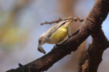 Popielatka żółtobrzucha - Eremomela icteropygialis - Yellow-bellied Eremomela