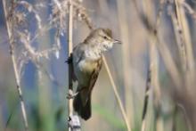 Trzciniak - Acrocephalus arundinaceus - Great Reed-Warbler