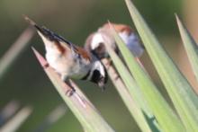 Wróbel czarnogłowy - Passer melanurus - Cape Sparrow