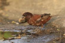Wróbel kasztanowaty - Passer eminibey - Chestnut Sparrow