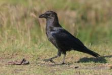 Kruk somalijski - Corvus edithae - Dwarf Raven