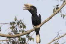 Uganda - ptaki - część 1
