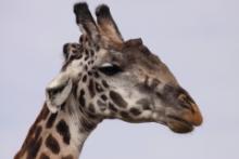 Żyrafa - Giraffe - Giraffa camelopardalis