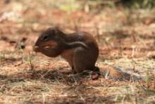 Berberyjka marokańska - Atlantoxerus getulus - Barbar ground squirrel