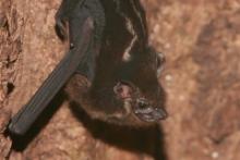 Długonosek amerykański - Rhynchonycterus naso - Proboscis bat