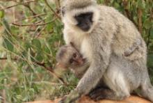 Kotawiec sawannowy - Chlorocebus pygerythrus - Vervet monkey