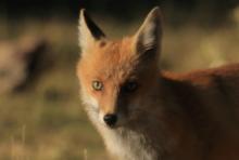Lis - Vulpes vulpes - Red fox 