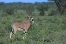 Oryks pręgoboki - Oryx beisa - Beisa oryx 