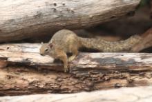 Zaroślarka akacjowa - Paraxerus cepapi - Smith's bush squirrel