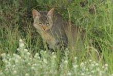 Żbik - Felis sylvestris - Wild cat