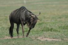 Gnu pręgowane - Connochaetes taurinus - Blue wildebeest