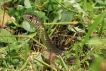 Indian rat snake - Ptyas mucosa