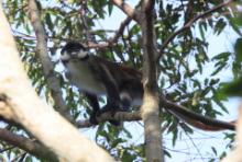 Koczkodan rudoogonowy - Cercopithecus ascanius - Red-tailed monkey