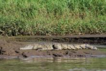 Krokodyl amerykański - Crocodylus acutus - American Crocodile 