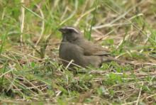 Kulczyk skromny - Crithagra tristriata - Brown-rumped Seedeater
