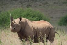 Nosorożec czarny - Diceros bicornis - Black rhinoceros