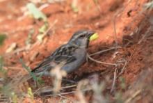 Wróbel nilowy - Passer shelleyi - Shelley's Rufous Sparrow