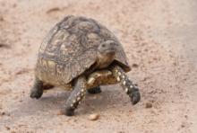 Żółw lamparci - Stigmochelys pardalis - Leopard tortoise