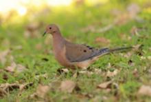 Gołębiak długosterny - Zenaida macroura - Mourning Dove