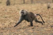 Pawian płaszczowy - Sacred baboon - Papio hamadryas