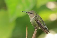 Koliberek miodowy - Mellisuga minima - Vervain Hummingbird
