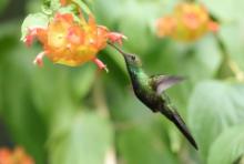 Pląśnik czarnopierśny - Riccordia swainsonii  - Hispaniolan Emerald