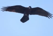 Kruk pustynny - Corvus ruficollis - Brown-necked Raven