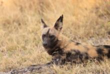 Likaon pstry - Lycaon pictus - African Wild Dog