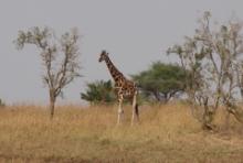 Żyrafa północna - Giraffa camelopardalis - Northern giraffe