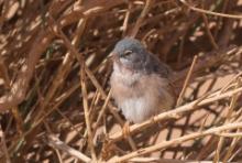 Pokrzewka algierska - Curruca deserticola - Tristram's Warbler