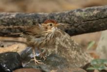 Dżunglak rudogłowy - Puff-throated Babbler - Pellorneum ruficeps