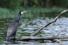 Kormoran zwyczajny - Phalacrocorax carbo - Great Cormorant