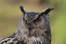 Puchacz - Bubo bubo - Eurasian Eagle-Owl
