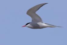 Rybitwa popielata - Sterna paradisaea - Arctic Tern