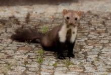 Kuna domowa - Martes foina - Beech marten