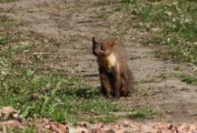 Kuna leśna - Martes martes - Pine marten