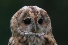 Puszczyk - Strix aluco - Tawny Owl