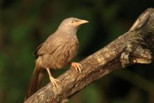 Tymal szarogłowy - Argya striata - Jungle Babbler