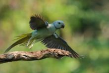 Aleksandretta seledynowa - Psittacula columboides - Malabar Parakeet