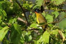 Bilbil rubinowy - Rubigula gularis - Flame-throated Bulbul