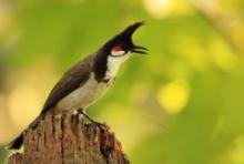 Bilbil zbroczony - Pycnonotus jocosus - Red-whiskered Bulbul